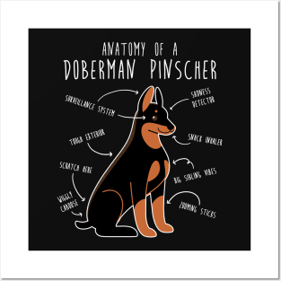 Doberman Anatomy Posters and Art